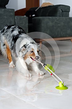 Cute Australian Shepherd dog playing with rubber toy at home