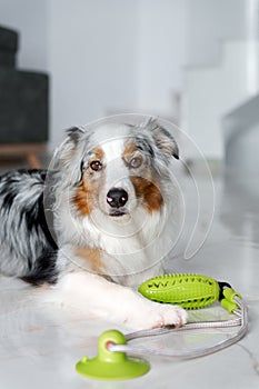 Cute Australian Shepherd dog playing with rubber toy at home