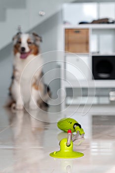 Cute Australian Shepherd dog playing with rubber toy at home