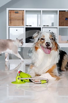 Cute Australian Shepherd dog playing with rubber toy at home