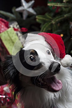 A cute Australian Shepherd in front of a christmas tree with a s