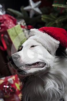 A cute Australian Shepherd in front of a christmas tree with a s