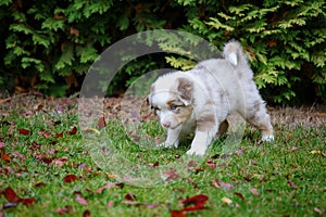 Cute Australian Shepherd puppy exploring world oustide home