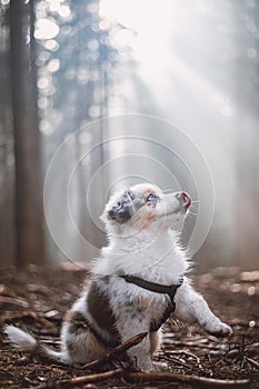 Cute Australian Shepherd puppy sits obediently next to her master, looking up to her, licking her muzzle and waiting for a treat.