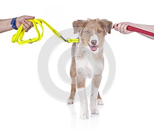 Cute australian shepherd puppy in between two leashes - divorce