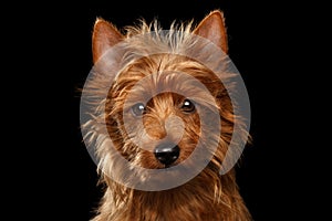 Cute australian terrier dog on isolated black background