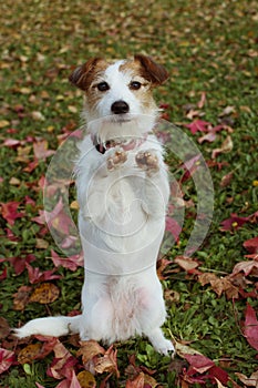 CUTE AUTUMN DOG. JACK RUSSELL PUPPY STANDING ON TWO HIND  ON FALL LEAVES GRASS