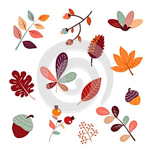 Cute autumn set of different berries, leaves and plants. Seasonal fall blueberry, maple, oak leaves, chestnut, barberry