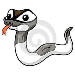 Cute axanthic pied ball python cartoon
