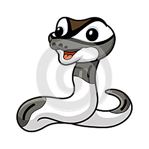 Cute axanthic pied ball python cartoon