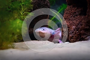 Cute Axolotl - Leucistic Salamander