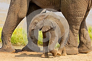 A cute baby African elephant, Kruger National Park, South Africa