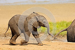 A cute baby African elephant, Kruger National Park, South Africa