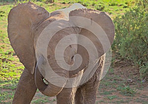 cute baby african elephant uses its trunk to rub dust from its eye in the wild buffalo springs national reserve, kenya