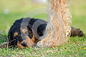 Cute baby Airedale Terrier puppy contented with mother dog protecting her