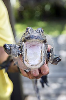 Cute baby alligator.