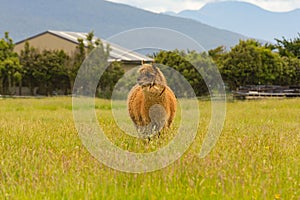 Cute baby alpaca farm animal