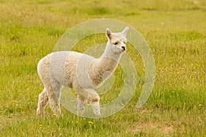 Cute baby alpaca on green glass