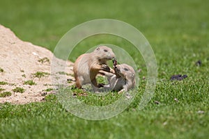 Cute baby animals playing. Marmot prairie dogs having fun together