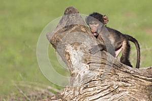 Cute baby baboon sits on tree stump to play