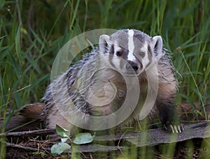 Cute Baby Badger