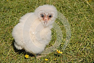 Cute baby barn owl, outdoors
