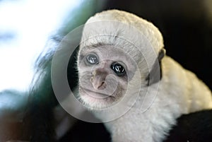 Cute baby black and white Colobus monkey photo