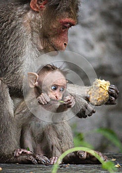 Cute baby Bonnet Macaque with his father photo