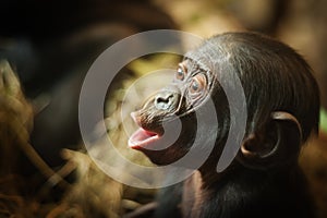 Cute baby Bonobo monkey