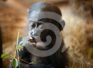 Cute baby Bonobo monkey