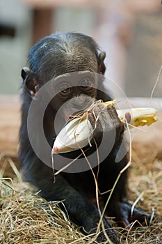 Cute baby Bonobo monkey photo