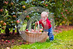 Cute baby boy picking fresh apples from tree