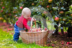 Cute baby boy picking fresh apples from tree