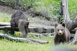 cute baby brown bears brothers in a green field in a meadow