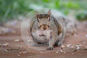 Cute baby brown squirrel on the wooden deck