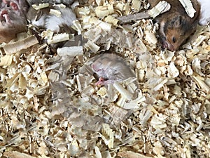 Cute baby brown and white Syrian or Golden Hamsters sleeping on sawdust material bedding. Pet care, love, rodent animal farming, h