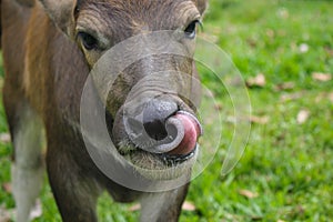 Cute baby buffalo in farm,Cute animal. Farmer`s friend