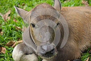 Cute baby buffalo in farm,Cute animal. Farmer`s friend