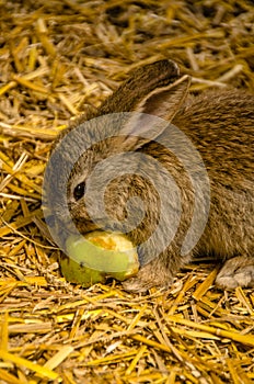 Cute Baby Bunny