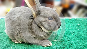 cute baby bunny