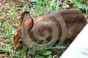 Cute baby bunny eating grass with white spot on head