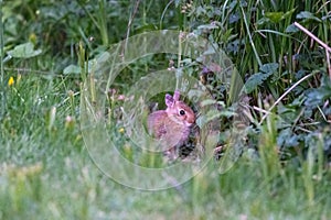 cute baby bunny hiding in weeds at edge of park lawn