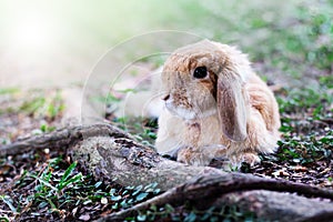 Cute Baby Bunny rabbit