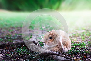 Cute Baby Bunny rabbit