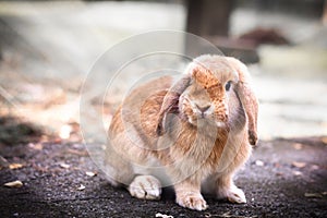 Cute Baby Bunny rabbit