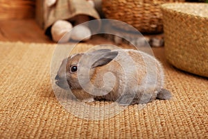 Cute baby bunny relax next to straw carpet in warm tones. Home decorative rabbit. portrait funny little bunny on floor at home and