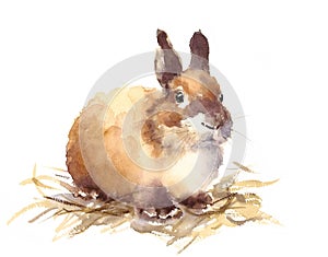 Cute Baby Bunny Watercolor Animals Illustration Hand Drawn