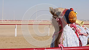 Cute baby camel at the race track in Al Wathba in UAE