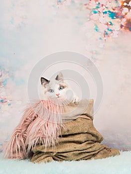 Cute baby cat with blue eyes in a burlap sack on a romantic pastel colored background