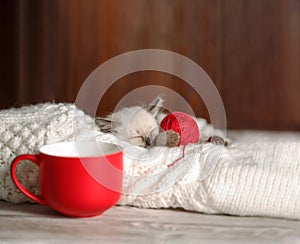 Cute baby cat. Cozy kitten on a white knitted sweater with a ball of red yarn